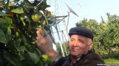 Astarada sitrus meyvələrinin kartofdan ucuz olmasından Astarada sitrus meyvələrinin kartofdan ucuz olmasından