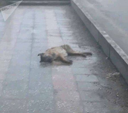 Belə davam edərsə, Quba xəstəlik yuvasına çevriləcək... Belə davam edərsə, Quba xəstəlik yuvasına çevriləcək...