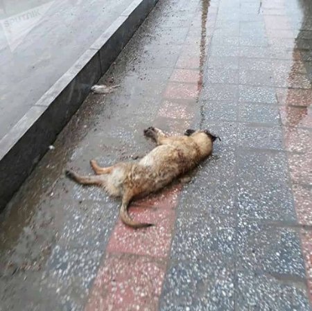Belə davam edərsə, Quba xəstəlik yuvasına çevriləcək... Belə davam edərsə, Quba xəstəlik yuvasına çevriləcək...