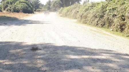 Kənd camaatı indi bu “şirinlikləri” də verməyə razıdır... Kənd camaatı indi bu “şirinlikləri” də verməyə razıdır...