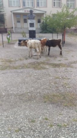 Təhsil nazirliyini bu biabırçı mənzərə narahat etməlidir... Təhsil nazirliyini bu biabırçı mənzərə narahat etməlidir...