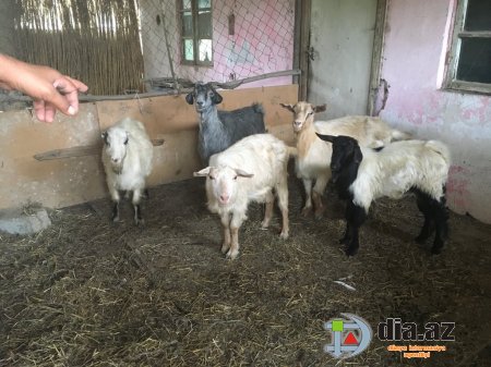 "Sahil Babayevin işçiləri bizi aldadıb" "Sahil Babayevin işçiləri bizi aldadıb"