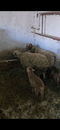 ADAU-da dövlətin qanunları KEÇƏRLİ DEYİLMİŞ...