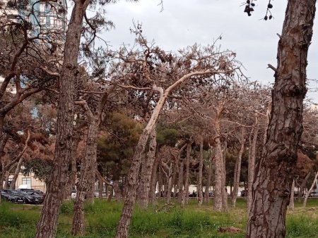 Nazirliyin Bakının mərkəzindən XƏBƏRİ YOXDUR: Gözgörəsi...